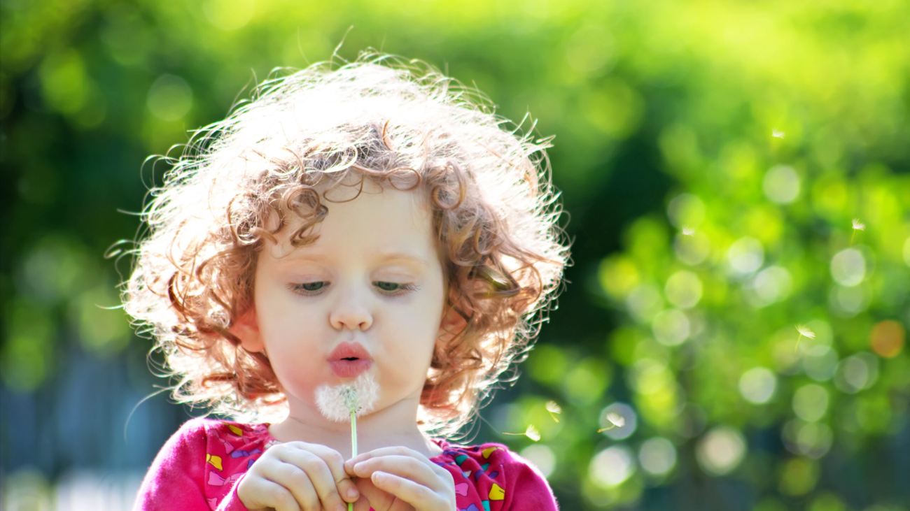 Beautiful little curly girl blowing dandelion, horizontal shot