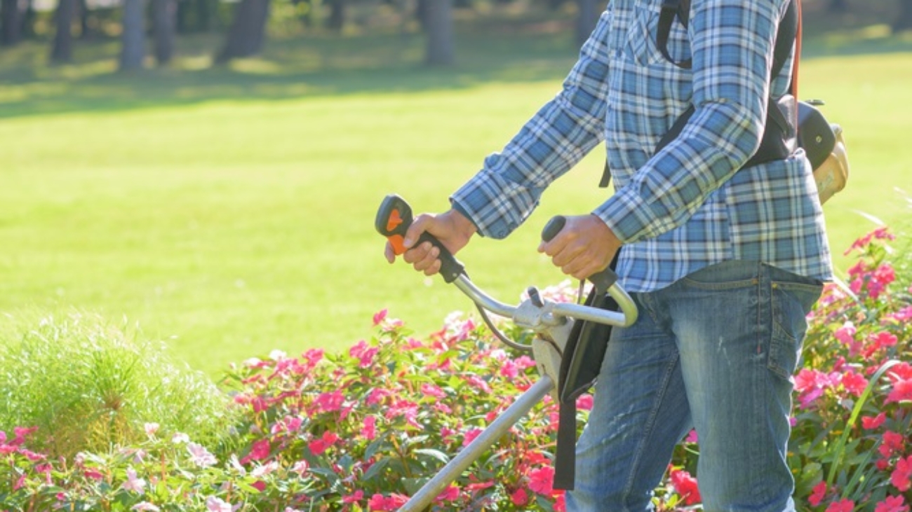 Gardener with full face protection using a trimmer while trimming around flowers