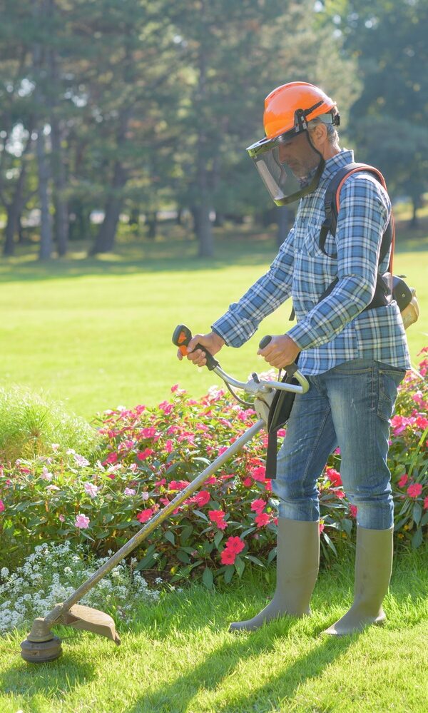 Gardener with full face protection using a trimmer while trimming around flowers
