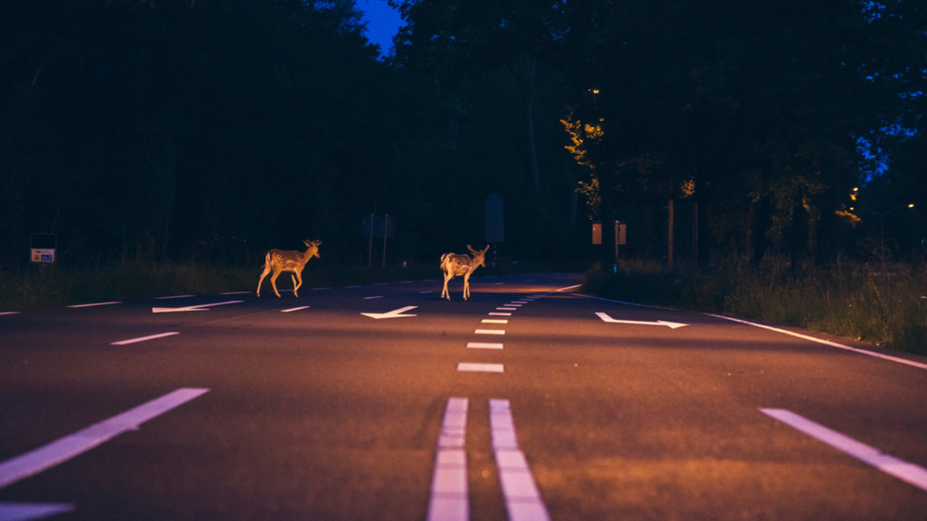 night vision - Two deer crossing the road at dawn
